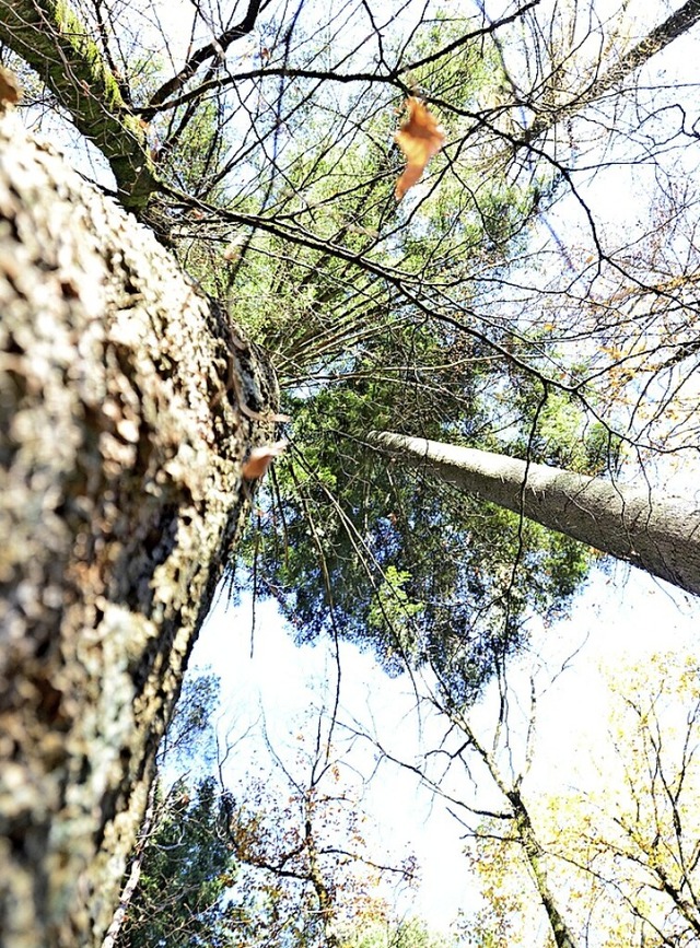 Die Douglasie soll in Zukunft hufiger im Bernauer Wald vorkommen.  | Foto: Moritz Lehmann