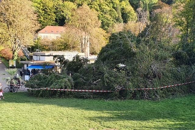 Großer Baum in Freiburger Stadtgarten umgekippt – keine Verletzten