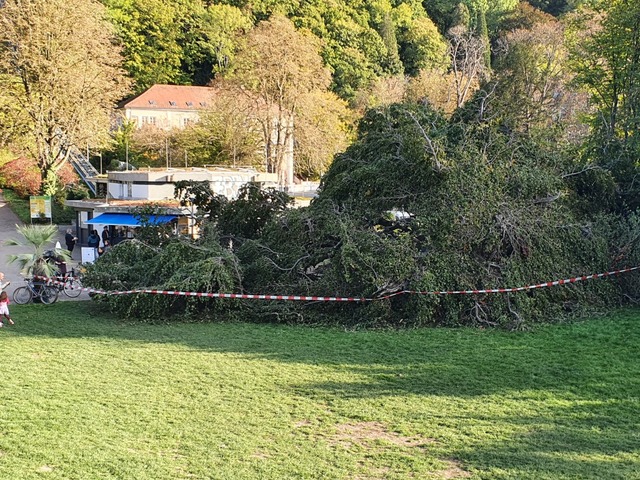 Rettungskrfte sicherten den umgekippten Baum ab und suchten nach Verletzten.  | Foto: Max Schuler