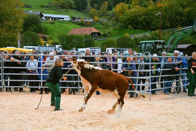 Die Besucher genossen die Vorfhrung der zu versteigernden Rinder.  | Foto: Edgar Steinfelder
