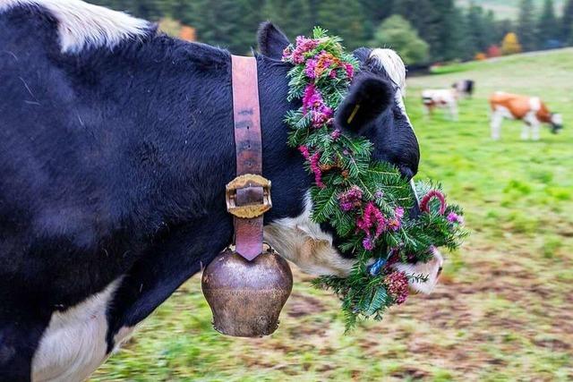 Fotos: Mit Blumen geschmckte Tiere beim Viehabtrieb in Oberried