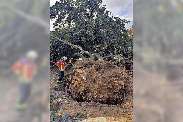 Tonnenschwerer Baum strzt im Stadtgarten um