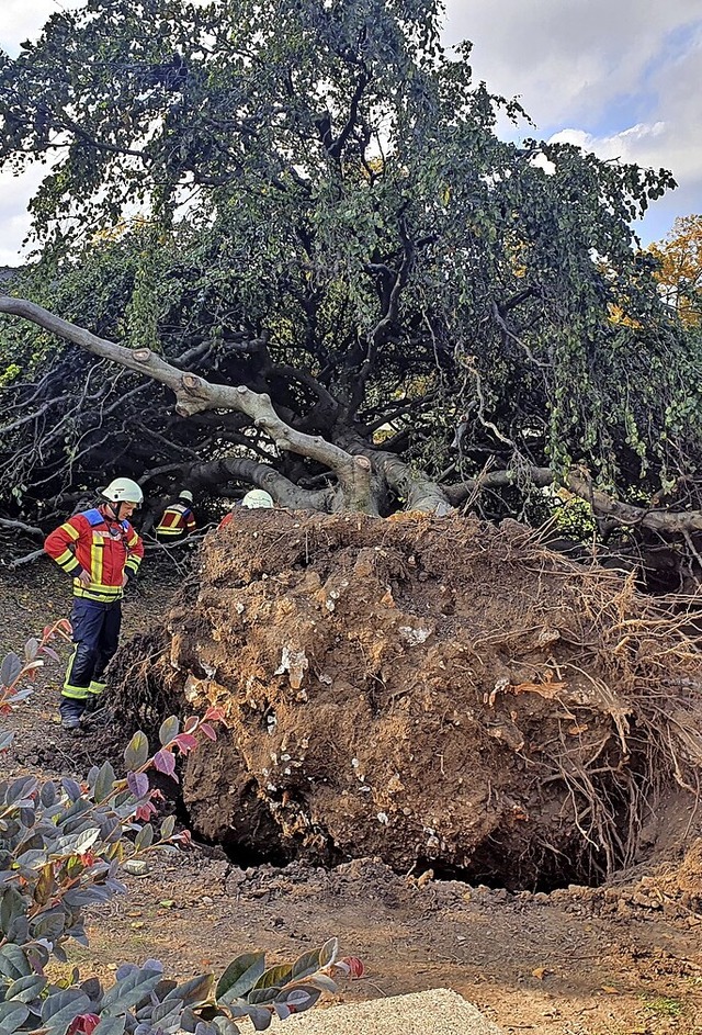 Die Hngebuche ist an der Wurzel aus der Erde gekippt.  | Foto: Max Schuler