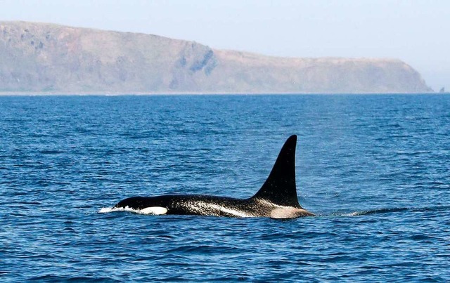 Orcas knnten fr den Tourismus in Sdafrika zum Problem werden.  | Foto: --- (dpa)