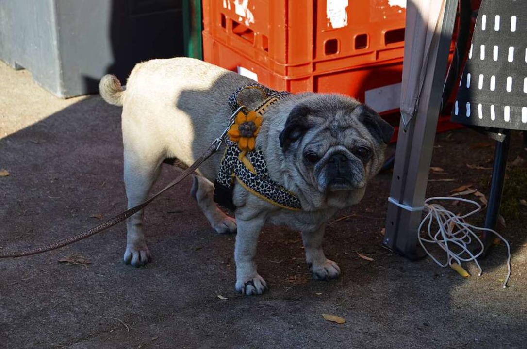 Lotti, 14,5 Jahre, der langsamste Mops  | Foto: Yvonne Siemann
