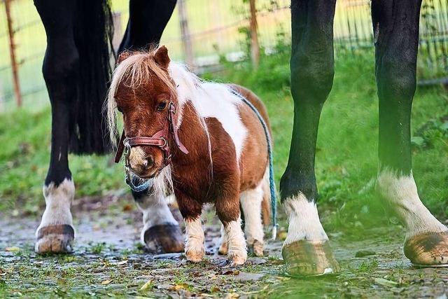 Im Sauerland lebt das wohl kleinste Pferd der Welt