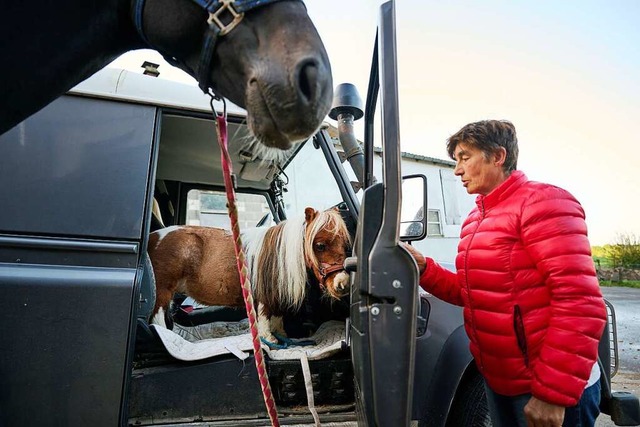 Das Shetland-Pony ist vor allem bei Senioren und Kindern beliebt.  | Foto: Bernd Thissen (dpa)