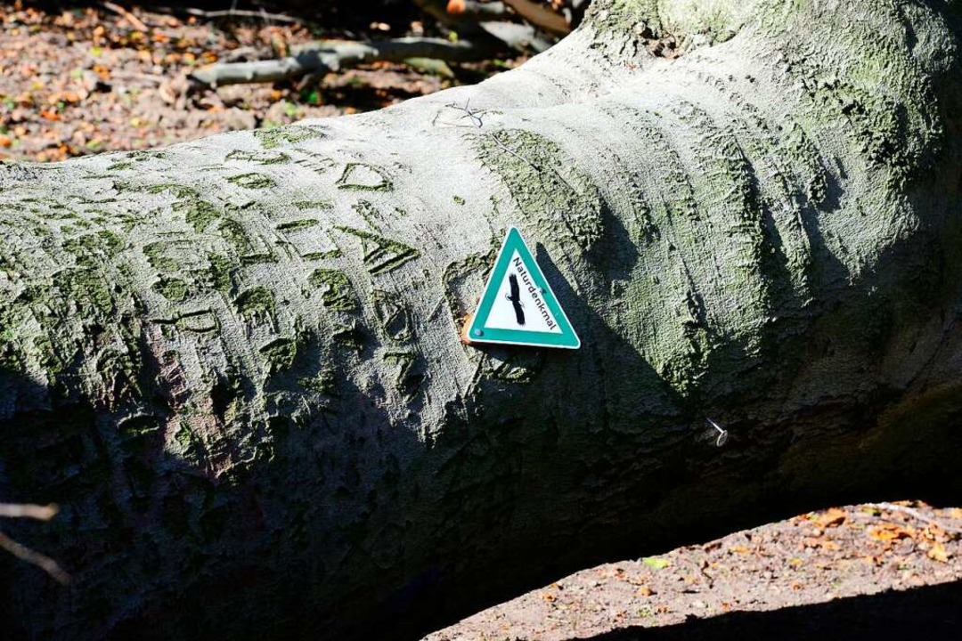 Laut einem Schild, das an der umgestür...sich bei dem Baum um ein Naturdenkmal.  | Foto: Ingo Schneider