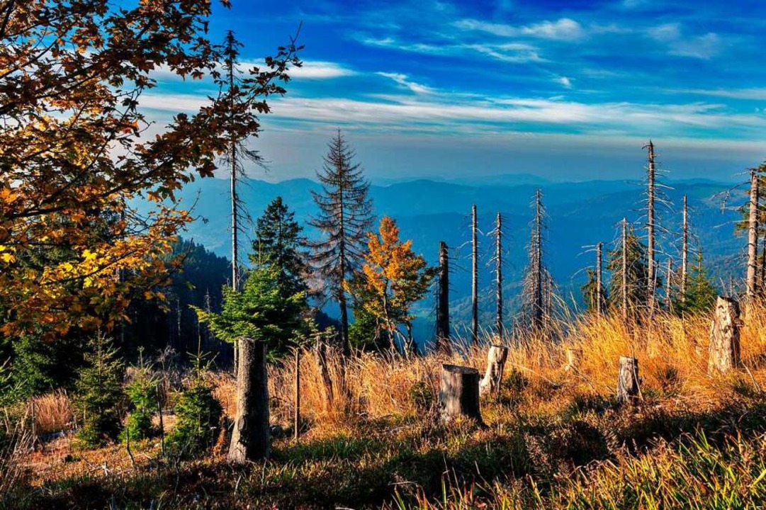 Totholz am Belchen &#8211; eine Folge des Klimawandels  | Foto: Jrgen Wiesler (stock.adobe.com)
