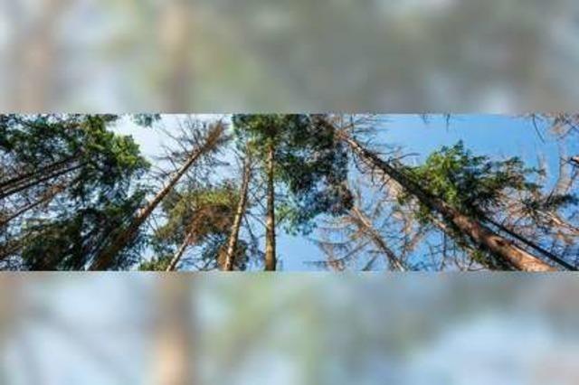 Sdbaden 2050: Wie der Klimawandel den Schwarzwald verndern wird