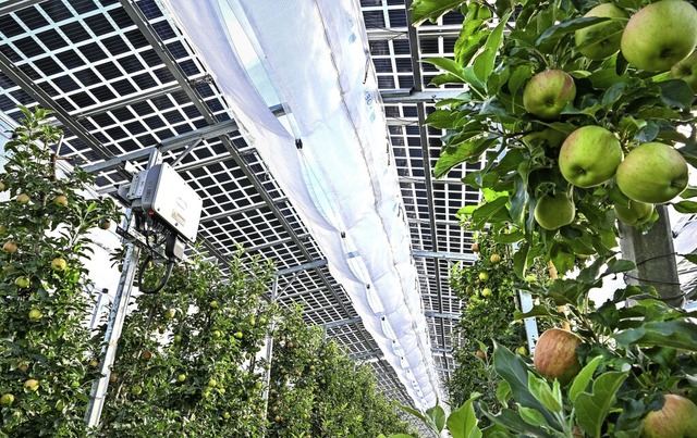 Agri-Photovoltaik wnschen sich die Gr...der privaten Flchen in Bad Krozingen.  | Foto: Felix Kstle (dpa)