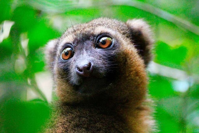 Ein vom Aussterben bedrohter Goldener ...ten Madagaskars in einer Bambusstaude.  | Foto: Jrgen Btz (dpa)