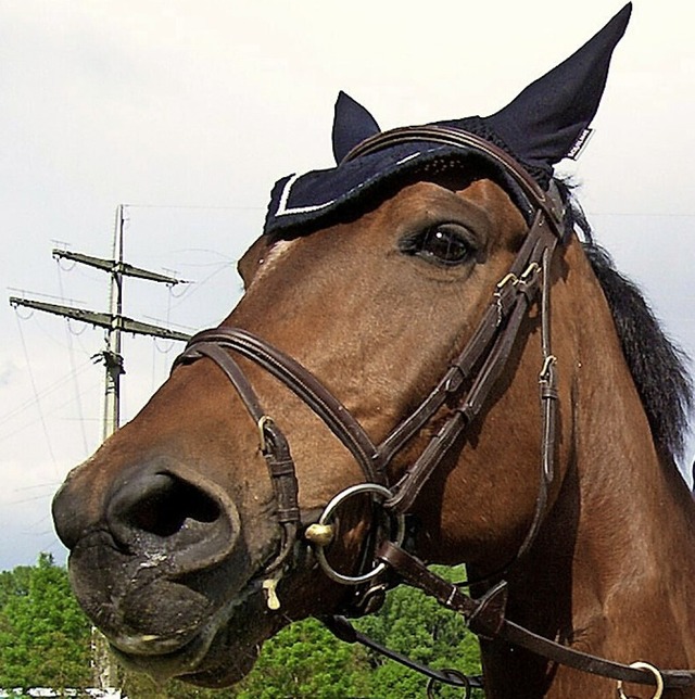 Junge Pferdeliebhaber kommen auf ihre Kosten.  | Foto: Renate Wendt