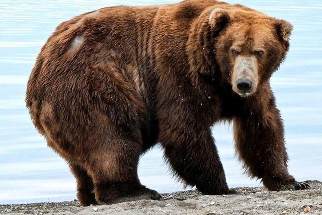 Manipulation der Wahl zum fettesten Bären Alaskas aufgeflogen