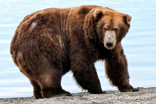 Braunbr &#8222;747&#8220;, auch als &...ear&#8220;-Wettbewerbs 2022 in Alaska.  | Foto: --- (dpa)