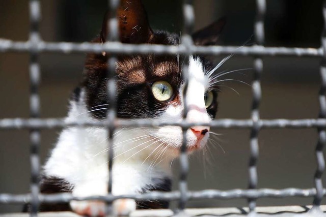 Eine von vielen Katzen im Lahrer Tierheim  | Foto: Christoph Breithaupt