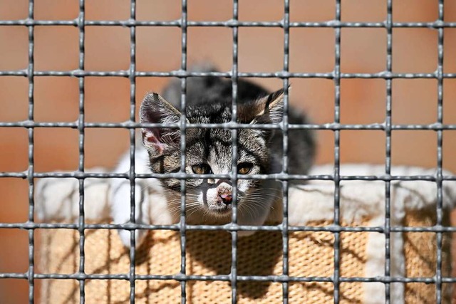 17 Katzen sind jngst in Bollschweil eingefangen worden.  | Foto: Martin Schutt (dpa)