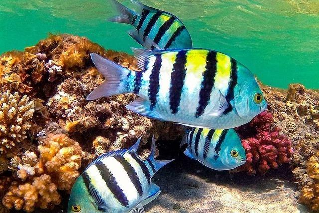Korallen vor Ägyptens Küste sind widerstandsfähiger gegenüber dem Klimawandel