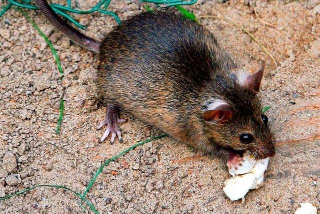 Hat die Stadt Kandern den Kampf gegen die Ratten versumt?