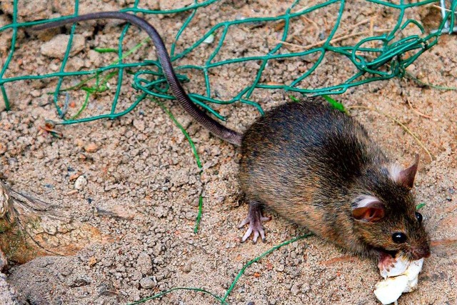 Auf dem Speiseplan von Ratten  steht dasselbe wie auf dem des Menschen.  | Foto: Arno Burgi