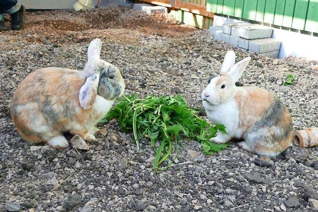 Ein Besuch bei den Kaninchen und Katzen des Löffinger Tierheims
