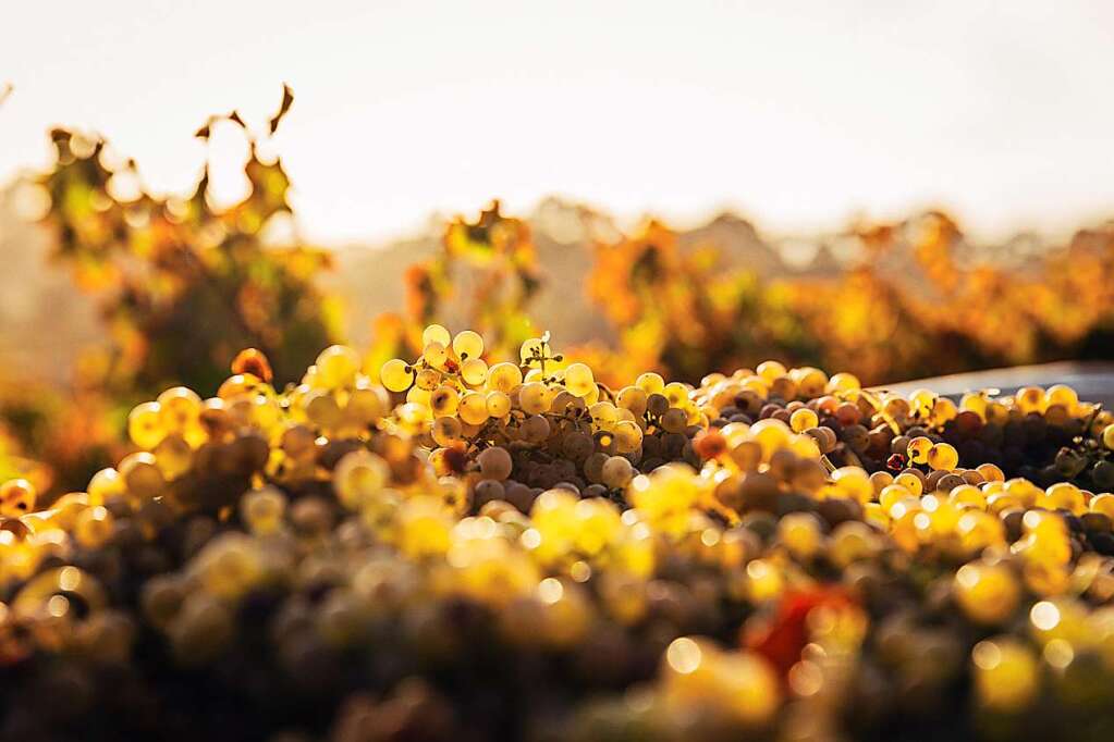 The heat and rain give the winegrowers of the Freiburg region a good year – Schallstadt