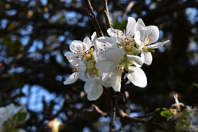 Gravensteiner pfel entstehen erst wie...wohl der Apfelbaum schon wieder blht.  | Foto: Heinz Scholz