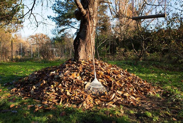 Ab auf den Kompost! Das mhsam zusamme... zu neuer Erde oder wertvollem Dnger.  | Foto: Florian Schuh (dpa)