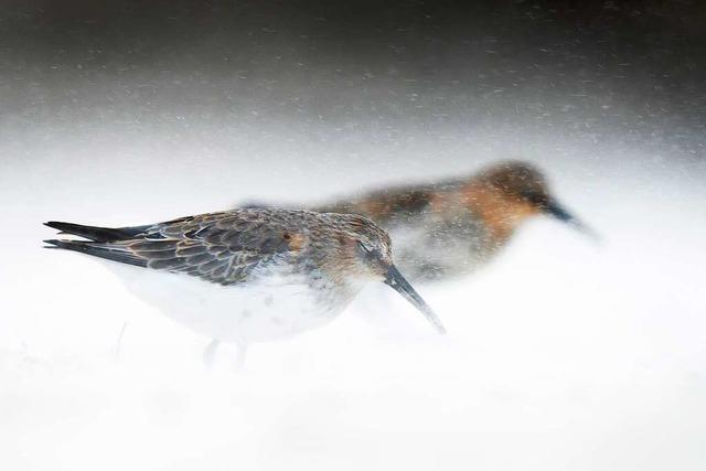 In Basel werden preisgekrnte Naturfotografien ausgestellt