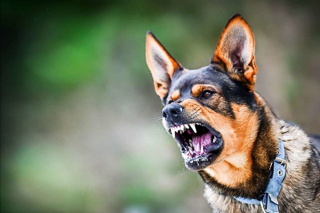 Ein aggressiver Hund (Symbolbild)  | Foto: Milan (stock.adobe.com)