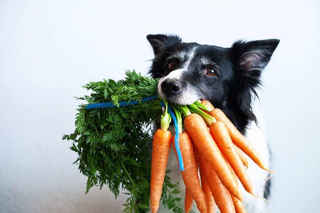 Einen Hund rein pflanzlich zu ernhren...qulerei, andere fr dringend geboten.  | Foto: Dvorakova Veronika (stock.adobe.com)