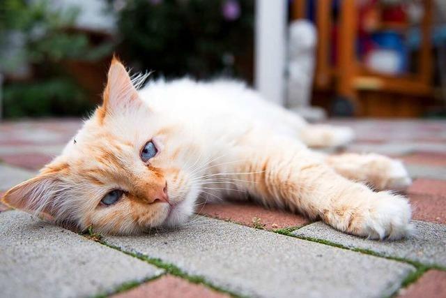 Tierschutzverein Titisee-Neustadt möchte jeder Katze helfen