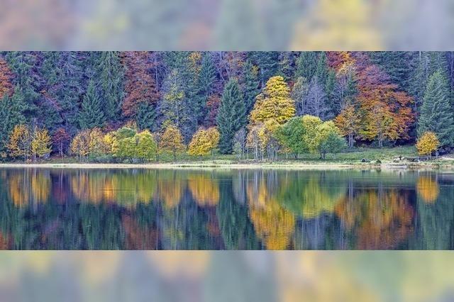 Das Haus der Natur zeigt die Schönheit des Feldberg im Herbst und Winter in Fotografien