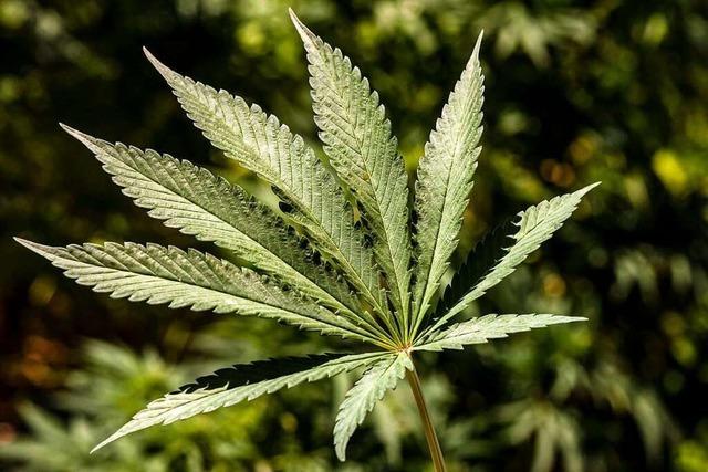 Endlich hrt die Kriminalisierung wegen Cannabis auf