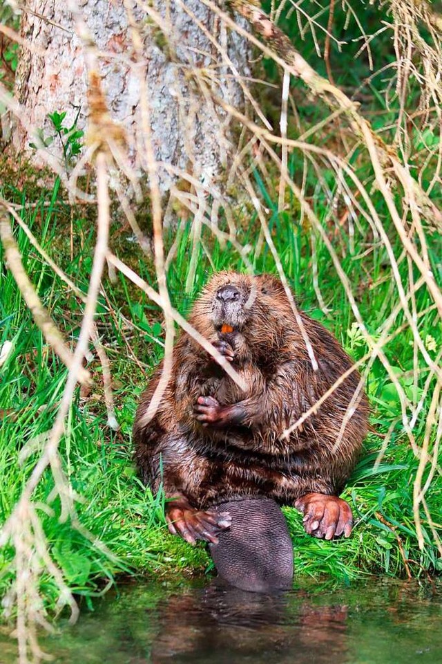 Der Biber bereitet nicht nur Waldbesit...ivatleuten in Bettmaringen  fr Unmut.  | Foto: Wolfgang Hieske