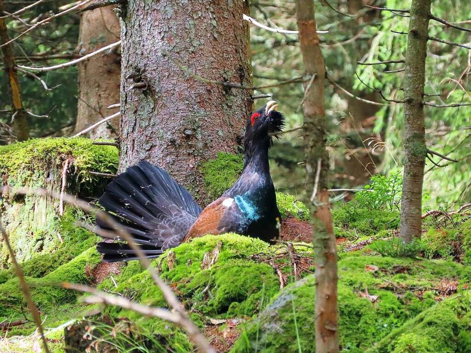 Wer ein Auerhuhn im Wald entdecken wil...ck. Die Tiere meiden die Zivilisation.  | Foto: Hubertus Ulsamer