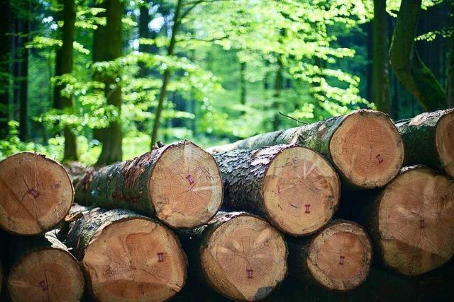 Warum Holz und Holzprodukte bei FRANK Holz in Schwörstadt kaufen?