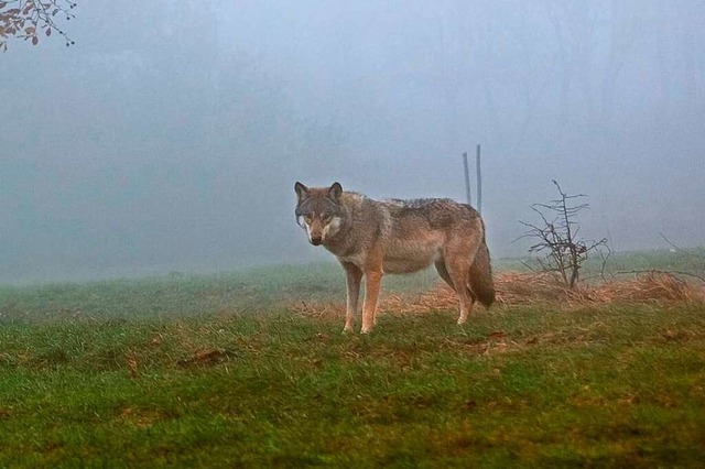 Der Wolf und seine Verbreitung in den ...rteninterviews und Hintergrundartikel.  | Foto: Luigi Morbidelli (IMAGO)