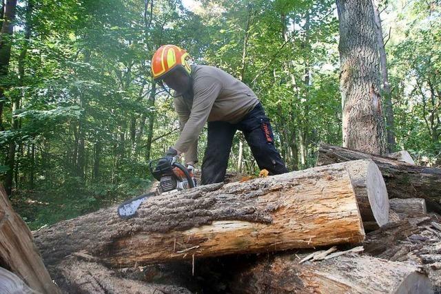 Brennholz ist auch im Markgrflerland begehrt – und teuer