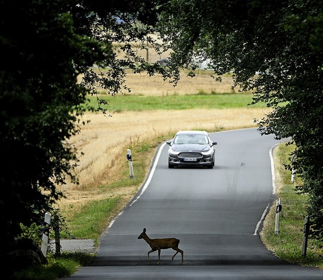 Quert ein Reh die Strae, ist Bremsber... Tier ist, knnen noch weitere folgen.  | Foto: Arne Dedert