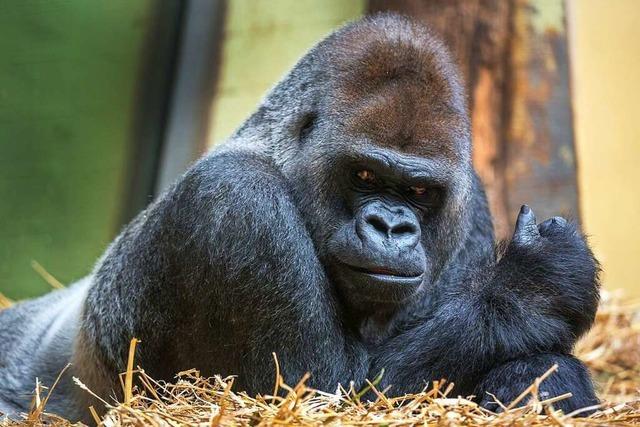 Gorillas sind vom Aussterben bedroht