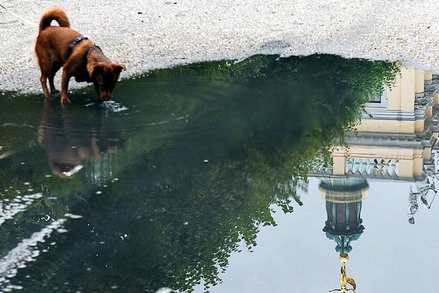 Frauchen oder Herrchen sollten mglich...dass der Hund aus einer Pftze trinkt.  | Foto: Maurizio Gambarini (dpa)