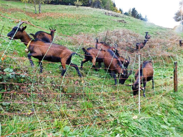 Weidetiere im Mnstertal mssen vor dem Wolf geschtzt werden.  | Foto: Andrea Drescher