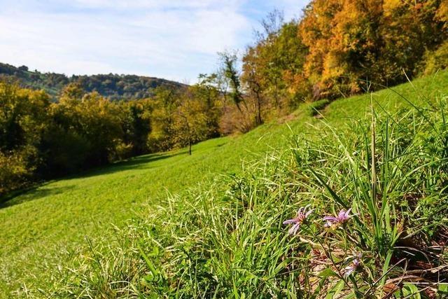 Ein Besuch im Orchideengrtle Sumsergarten bei Ebringen