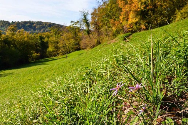 Im Sumsergarten bei Ebringen blhen im...tern, die Orchideenzeit endet im Juni.  | Foto: Gabriele Hennicke