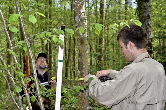 Bei der Bundeswaldinventur werden die ...en gemessen, wie hier in Ehrenstetten.  | Foto: Thomas Kunz