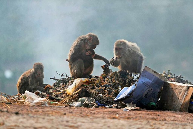 Indien hat ein Affenproblem. Szene ein...mu und Srinagar  im Norden des Landes.  | Foto: Channi Anand (dpa)