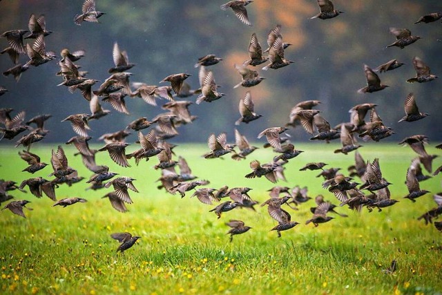 Ein Schwarm Stare (Sturnus vulgaris) startet aus einer Wiese in die Luft.  | Foto: Thomas Warnack (dpa)