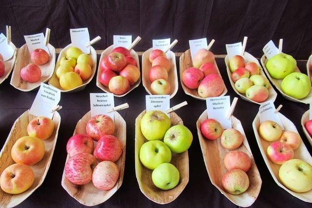 Die Ortenauer Streuobstwiesenfreunde feiern die ganze Vielfalt der Ortenauer Äpfel