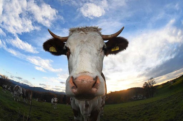 Wegen der Trockenheit hatten Landwirte... Schwierigkeiten, ihr Vieh zu trnken.  | Foto: Felix Hrhager